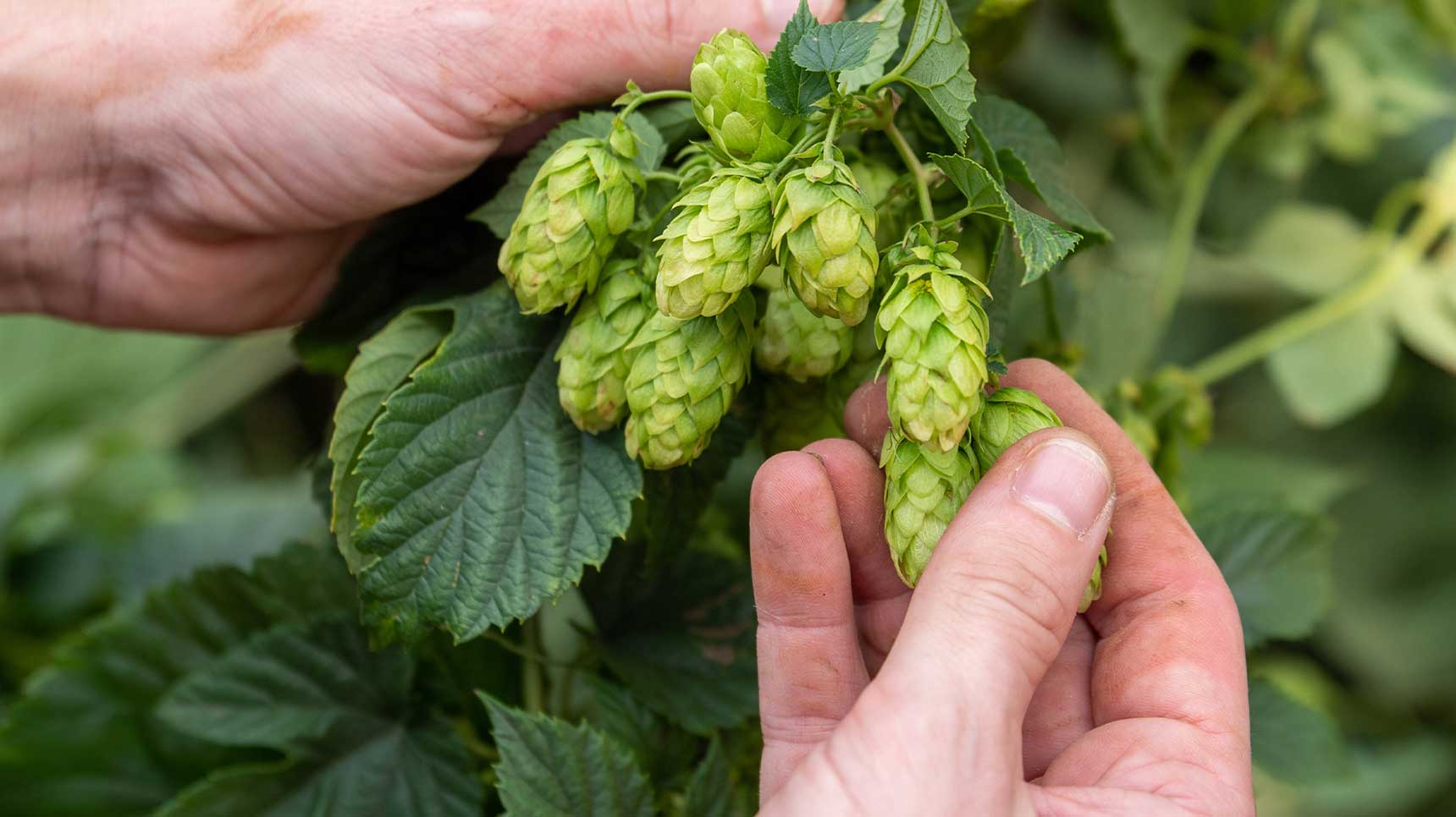 The Czech Republic has a hop-growing tradition of more than 1,000 years